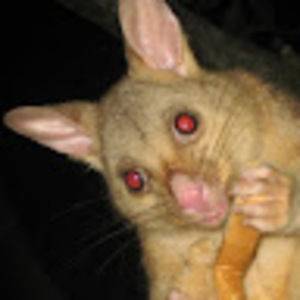 Meet your Posher, Harry & andrea